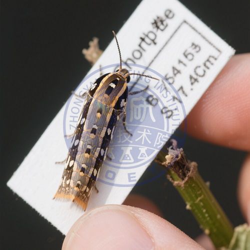 短烟卷蛾检测